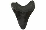 Fossil Megalodon Tooth - South Carolina #88661-1